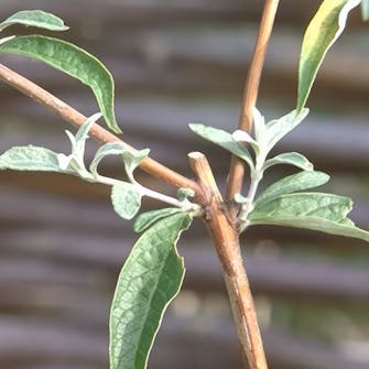 Beskjæring av sommerfuglbusk i mai Beskjæring av sommerfuglbusk i mai